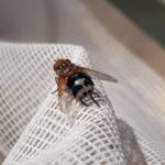 Bristle Fly (family Tachinidae, genus Microtropesa), Alice Springs NT