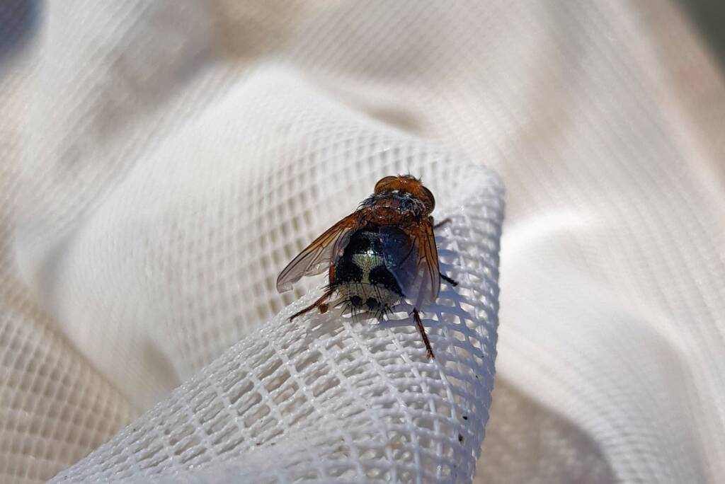 Bristle Fly (family Tachinidae, genus Microtropesa), Alice Springs NT