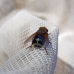 Bristle Fly (family Tachinidae, genus Microtropesa), Alice Springs NT