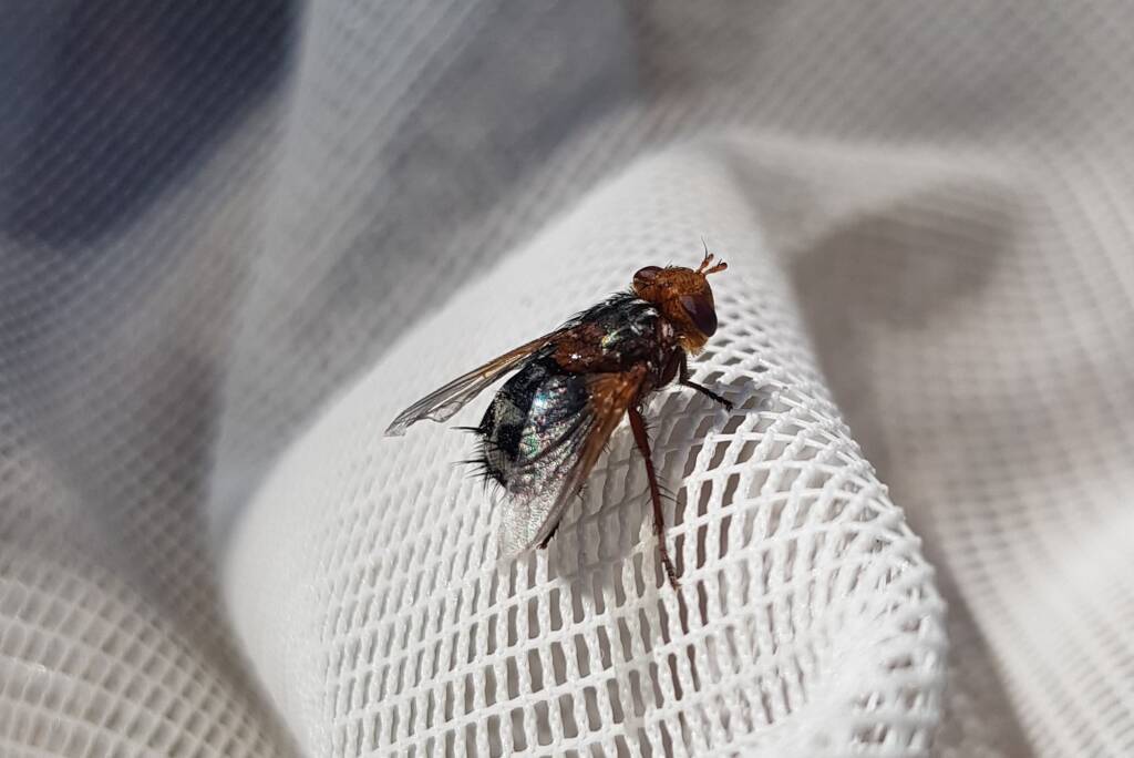 Bristle Fly (family Tachinidae, genus Microtropesa), Alice Springs NT