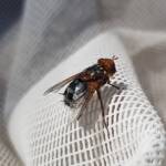 Bristle Fly (family Tachinidae, genus Microtropesa), Alice Springs NT
