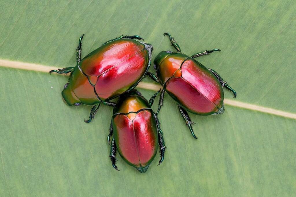 Calloodes frenchi, QLD © Hongming Kan