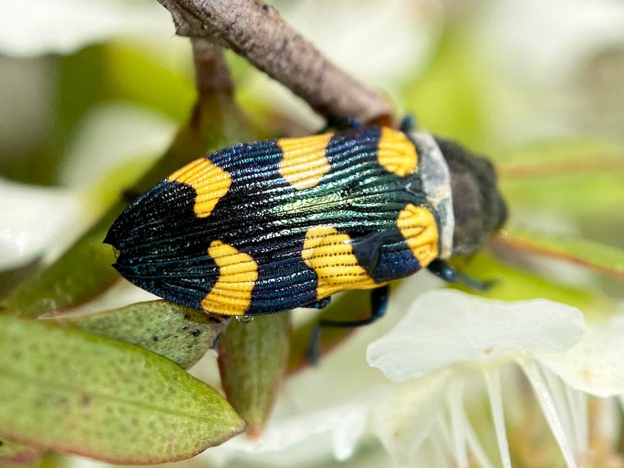 Castiarina imitator (female), Blackheath NSW © Kathryn Foley