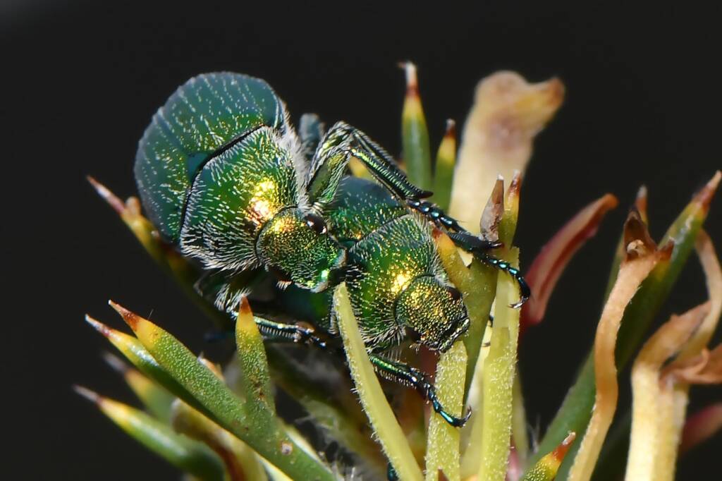 Diphucephala genus, Badgingarra WA © Jean and Fred Hort