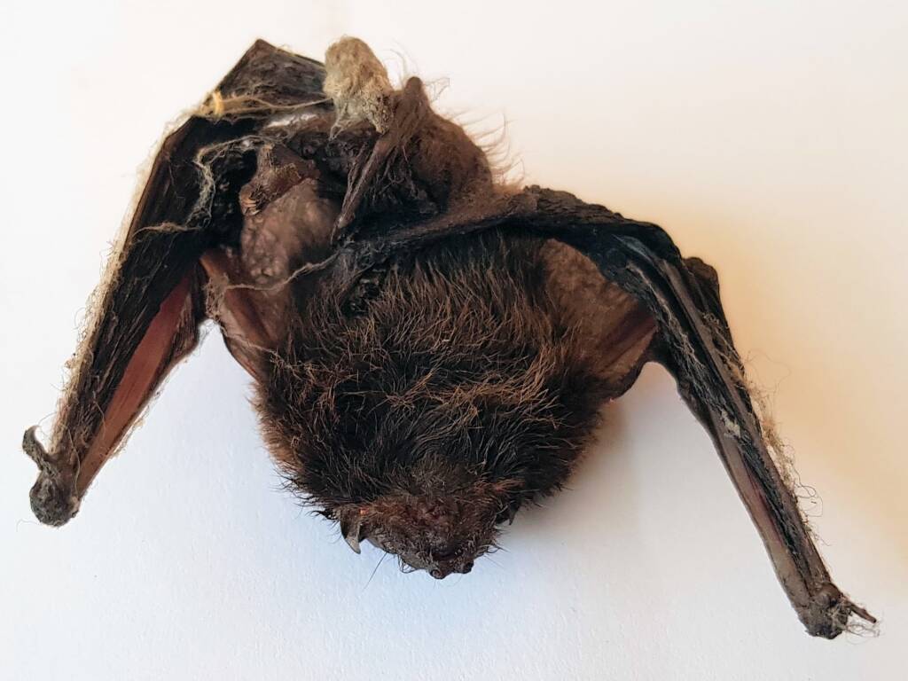 Finlayson's Cave Bat (Vespadelus finlaysoni) - deceased, Alice Springs NT