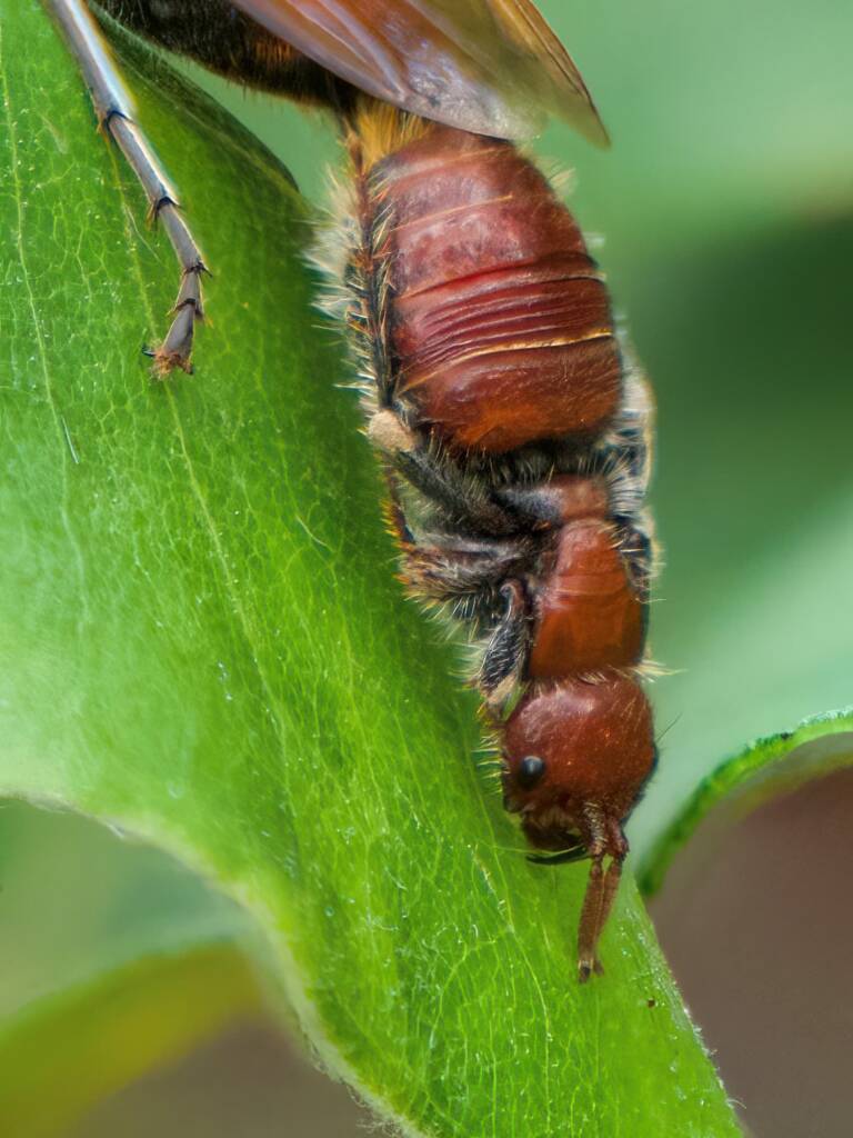 Guerinius shuckardi (female Thynninae Wasp), Ulladulla NSW © Phil Warburton