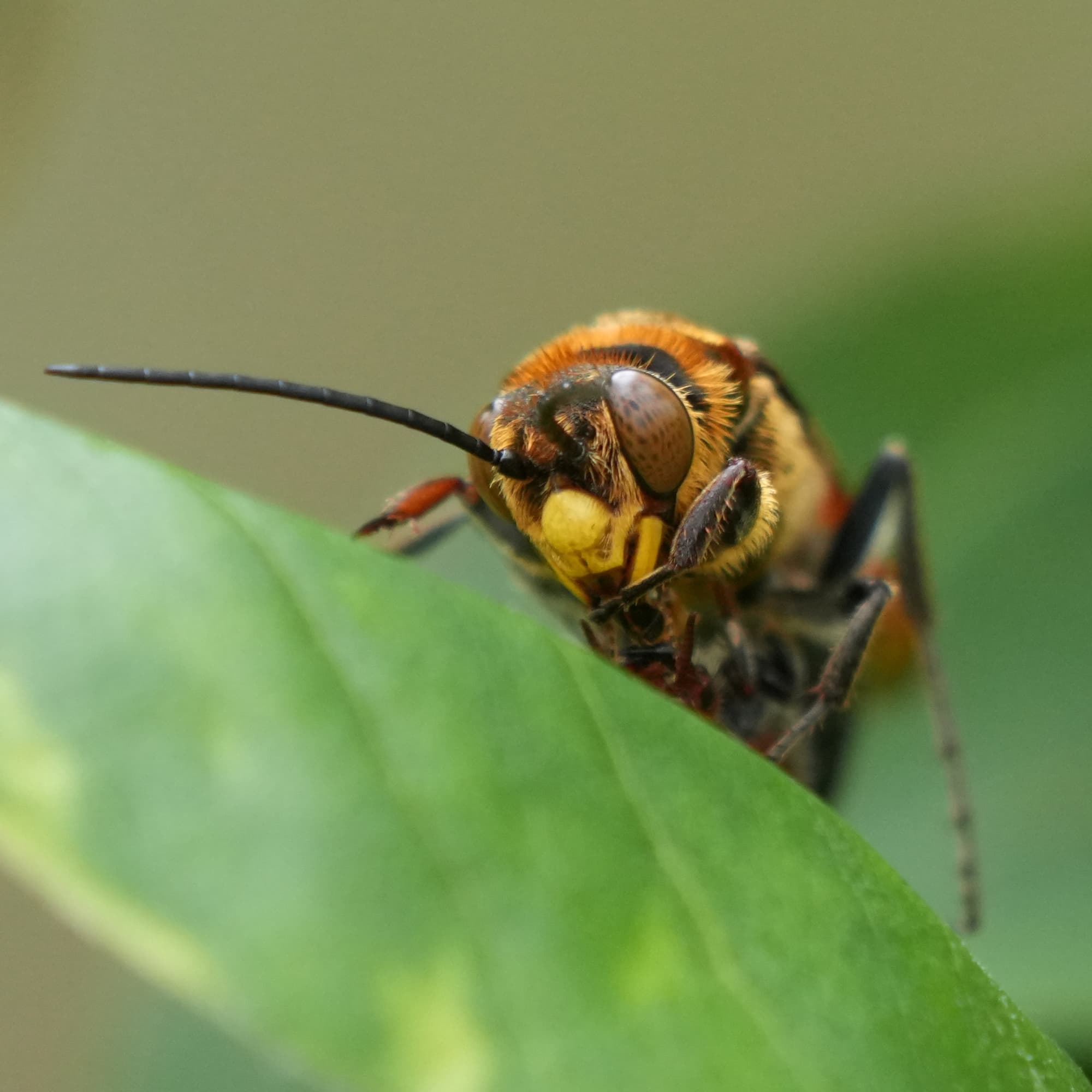 Guerinius shuckardi (male Thynninae Wasp), Ulladulla NSW © Phil Warburton