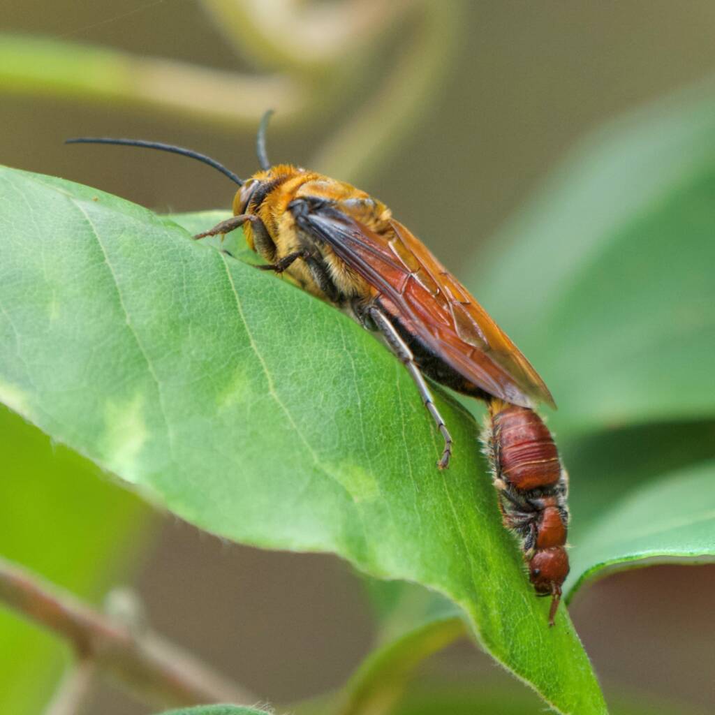 Guerinius shuckardi (mating Thynninae Wasps), Ulladulla NSW © Phil Warburton