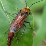 Guerinius shuckardi (mating Thynninae Wasps), Ulladulla NSW © Phil Warburton