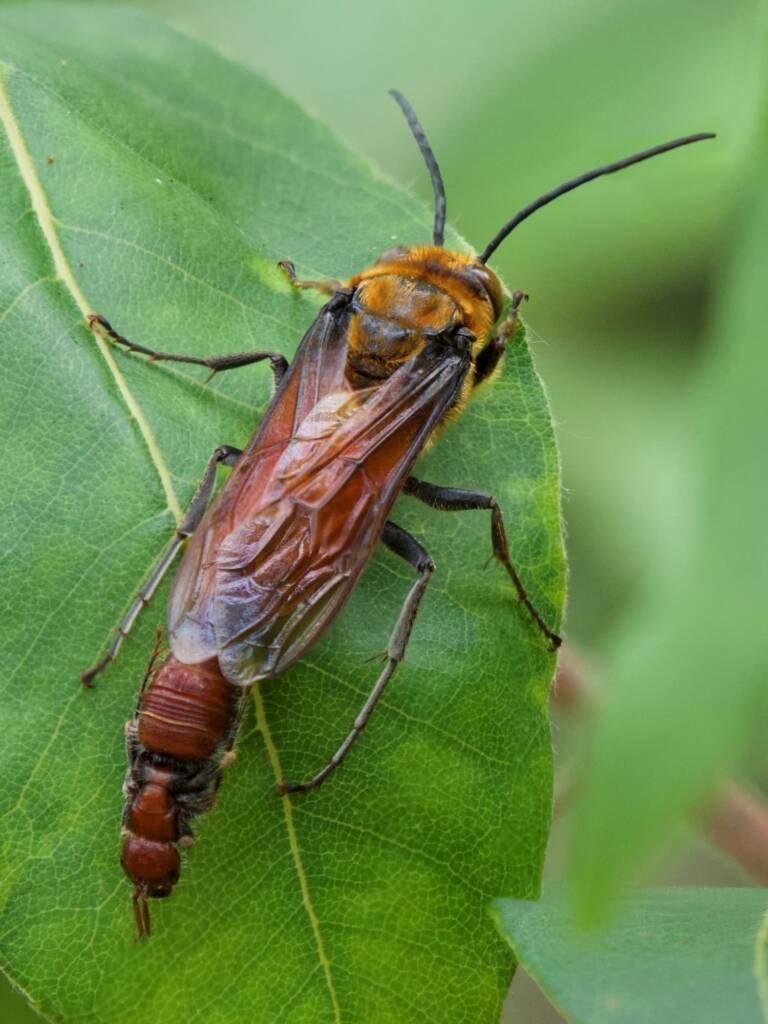 Guerinius shuckardi (mating Thynninae Wasps), Ulladulla NSW © Phil Warburton