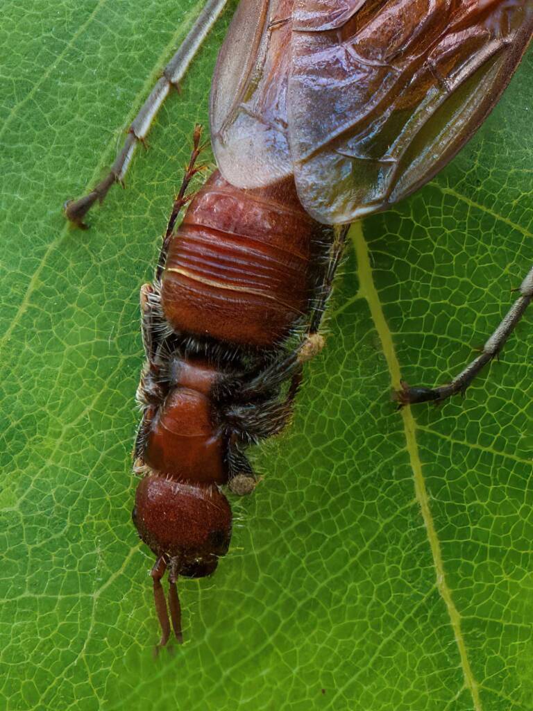 Guerinius shuckardi (female mating Thynninae Wasps), Ulladulla NSW © Phil Warburton
