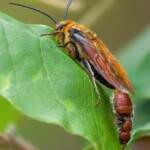 Guerinius shuckardi (mating Thynninae Wasps), Ulladulla NSW © Phil Warburton