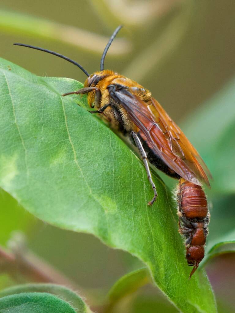 Guerinius shuckardi (mating Thynninae Wasps), Ulladulla NSW © Phil Warburton