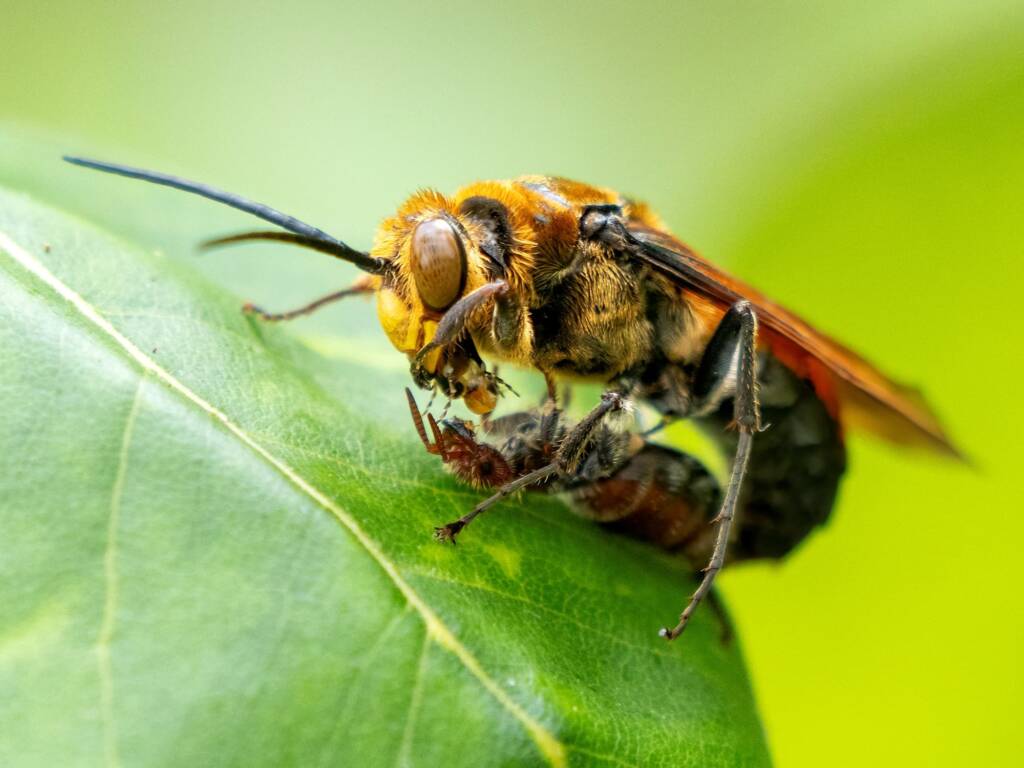 Guerinius shuckardi (male feeding the female, Thynninae Wasps), Ulladulla NSW © Phil Warburton