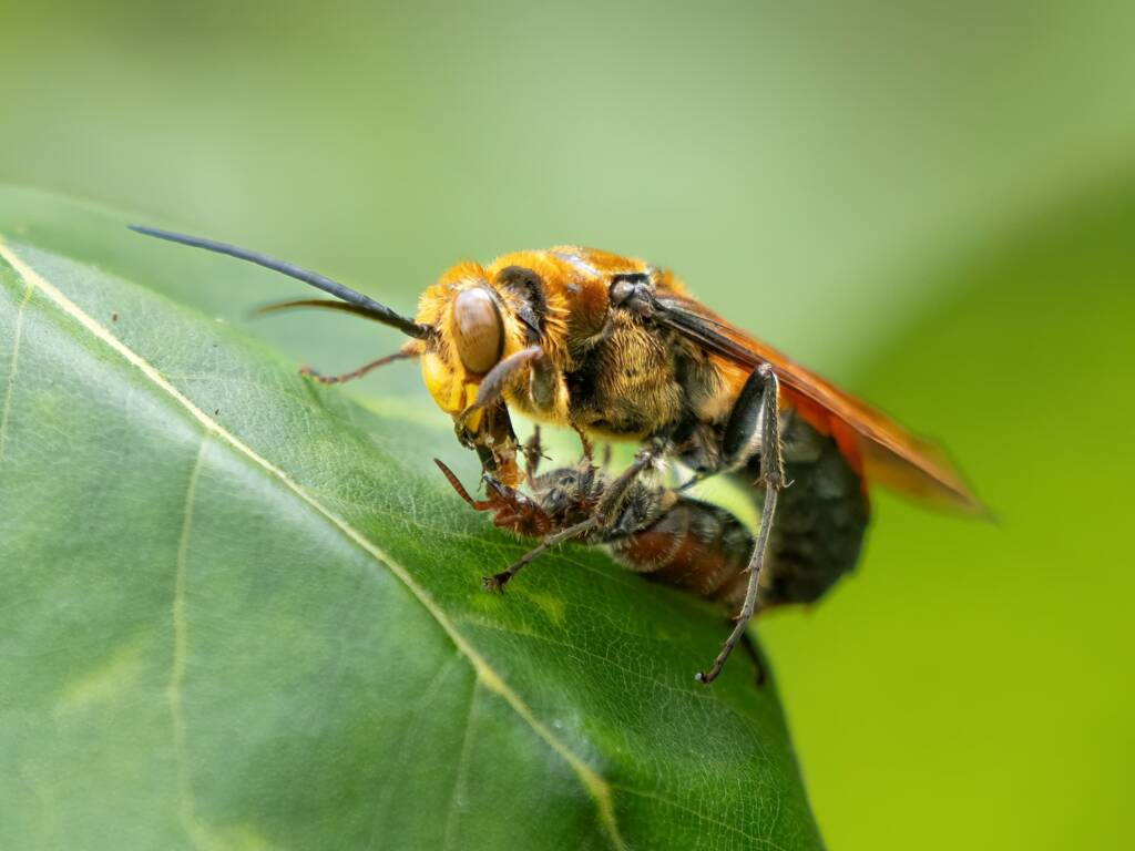 Guerinius shuckardi (male feeding the female, Thynninae Wasps), Ulladulla NSW © Phil Warburton