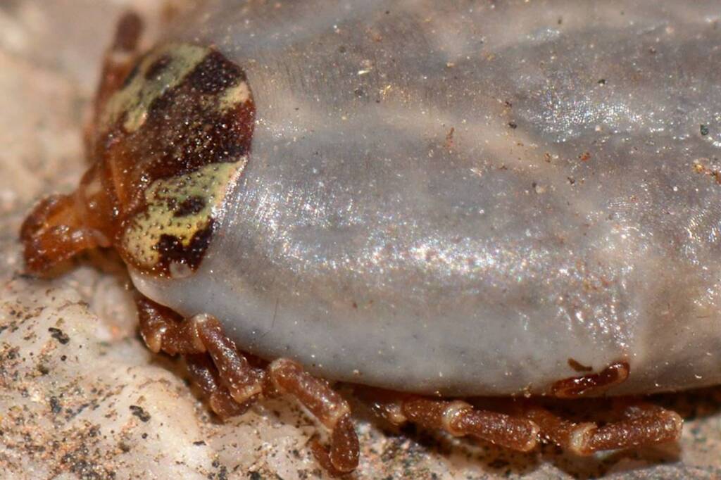 Kangaroo Tick (Amblyomma triguttatum), Springs WA © Jean and Fred Hort
