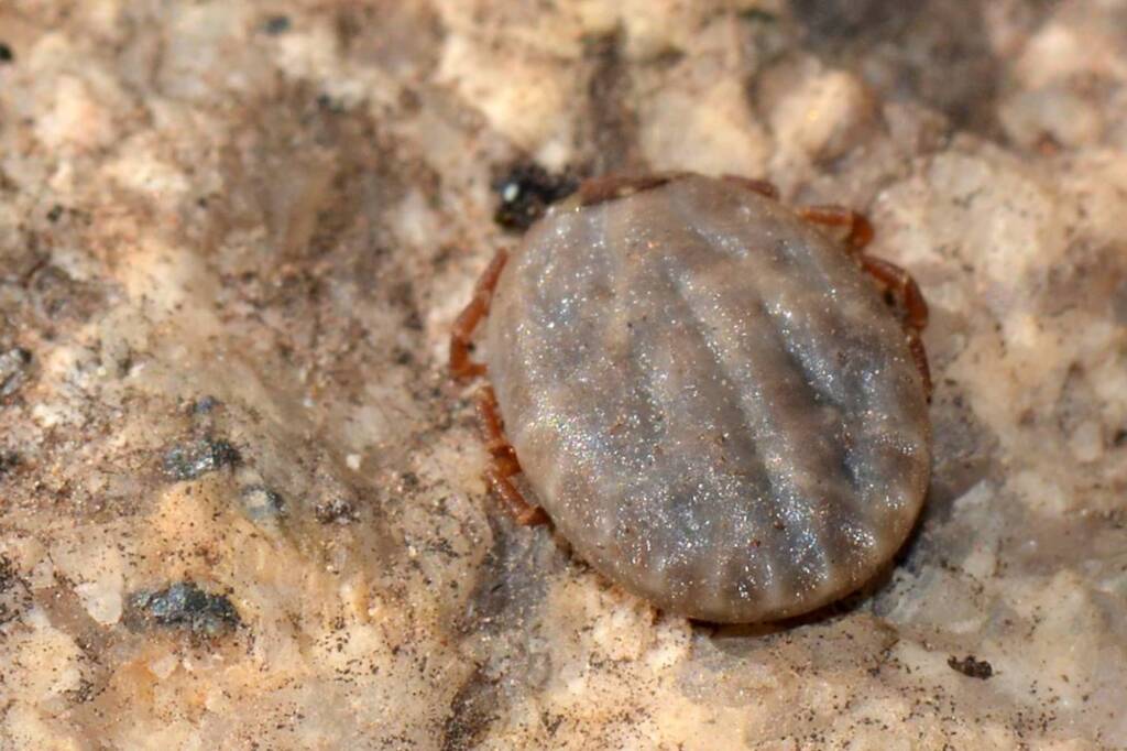 Kangaroo Tick (Amblyomma triguttatum), Springs WA © Jean and Fred Hort