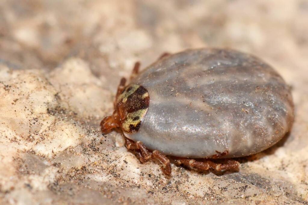 Kangaroo Tick (Amblyomma triguttatum), Springs WA © Jean and Fred Hort
