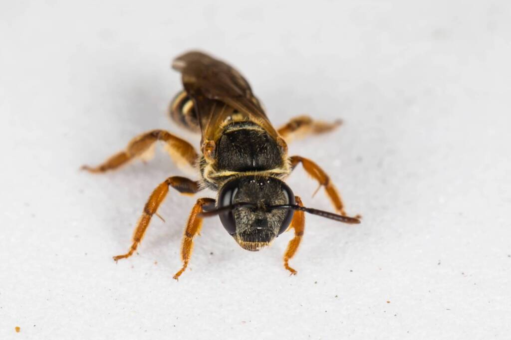 Lasioglossum bicingulatum, Emerald Beach NSW © Norm Farmer