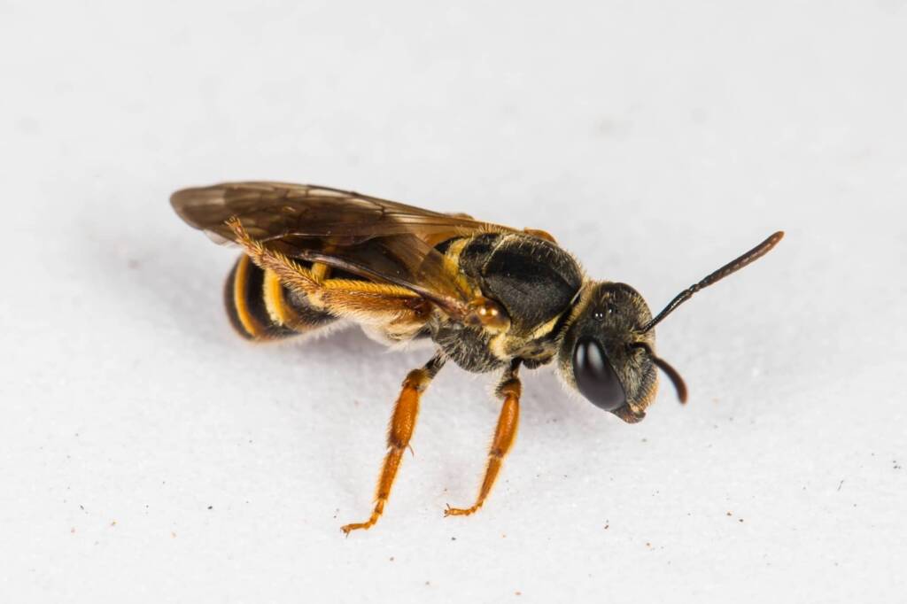 Lasioglossum bicingulatum, Emerald Beach NSW © Norm Farmer
