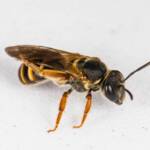 Lasioglossum bicingulatum, Emerald Beach NSW © Norm Farmer