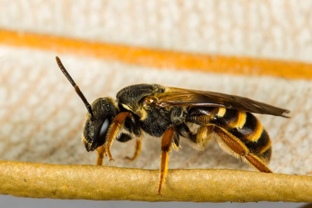 Lasioglossum bicingulatum, Emerald Beach NSW © Norm Farmer