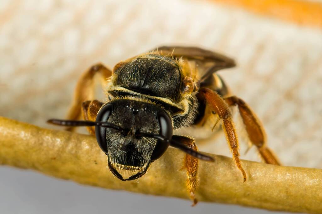 Lasioglossum bicingulatum, Emerald Beach NSW © Norm Farmer