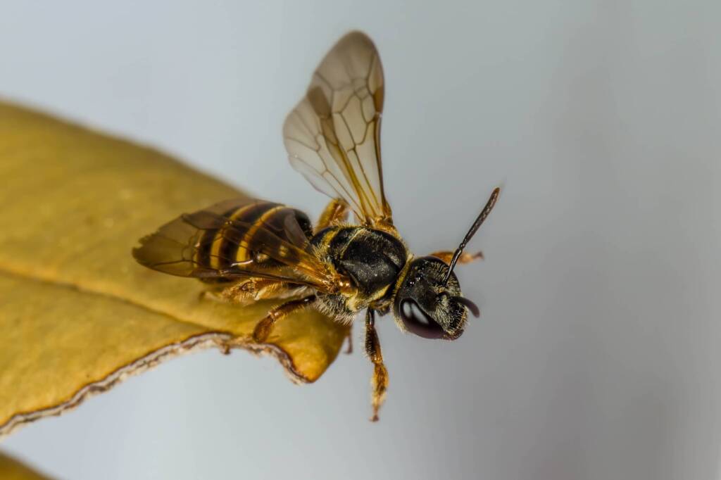 Lasioglossum bicingulatum, Emerald Beach NSW © Norm Farmer