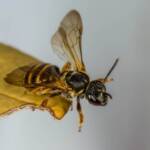 Lasioglossum bicingulatum, Emerald Beach NSW © Norm Farmer