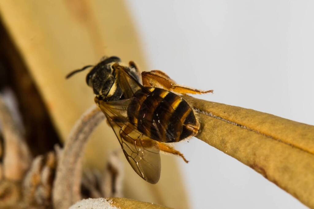 Lasioglossum bicingulatum, Emerald Beach NSW © Norm Farmer