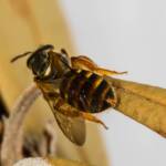 Lasioglossum bicingulatum, Emerald Beach NSW © Norm Farmer
