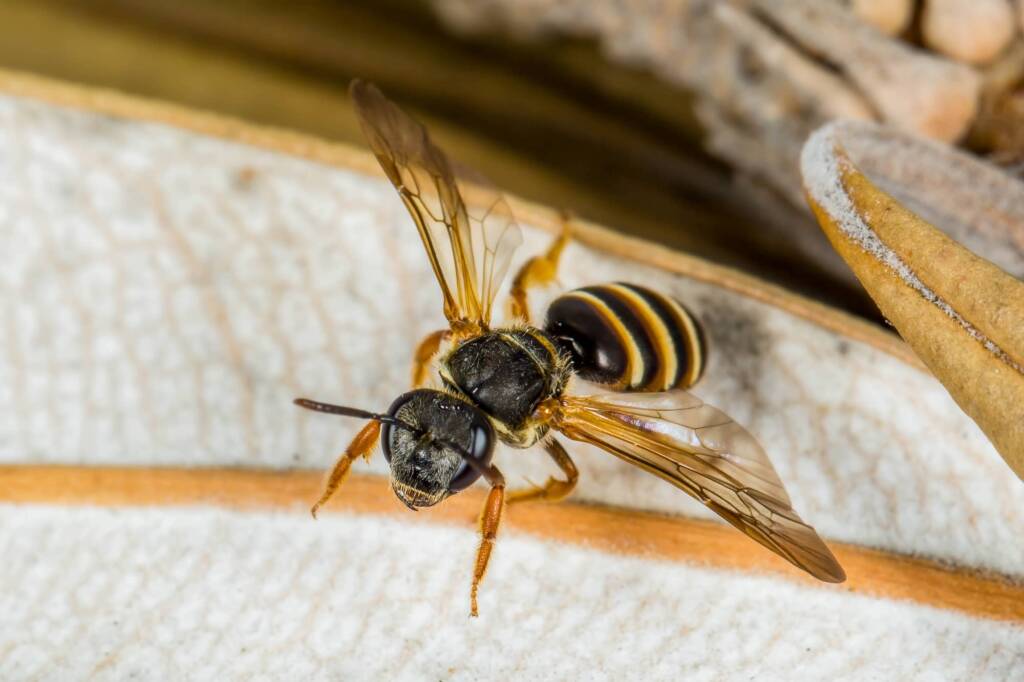 Lasioglossum bicingulatum, Emerald Beach NSW © Norm Farmer