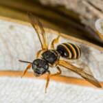 Lasioglossum bicingulatum, Emerald Beach NSW © Norm Farmer