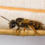 Lasioglossum bicingulatum, Emerald Beach NSW © Norm Farmer