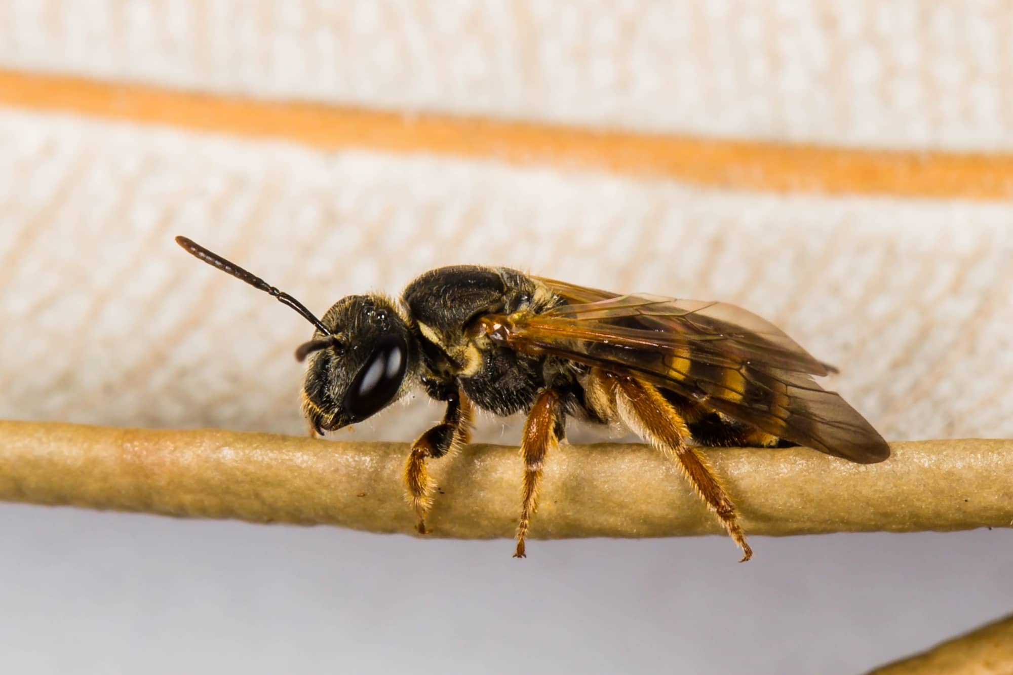 Lasioglossum bicingulatum, Emerald Beach NSW © Norm Farmer
