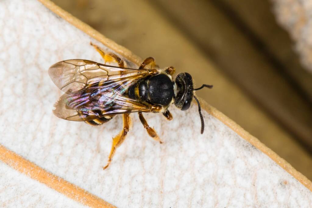 Lasioglossum bicingulatum, Emerald Beach NSW © Norm Farmer