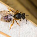 Lasioglossum bicingulatum, Emerald Beach NSW © Norm Farmer
