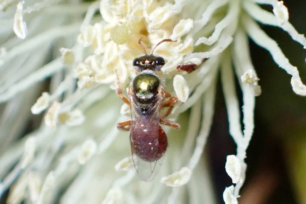 Lasioglossum (Homalictus) dotatum, Geraldton, Midwest WA © Gary Taylor