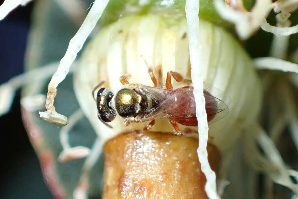 Lasioglossum (Homalictus) dotatum, Geraldton, Midwest WA © Gary Taylor