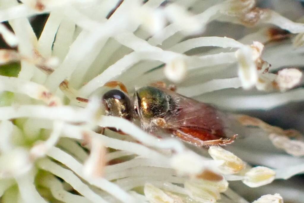 Lasioglossum (Homalictus) dotatum, Geraldton, Midwest WA © Gary Taylor