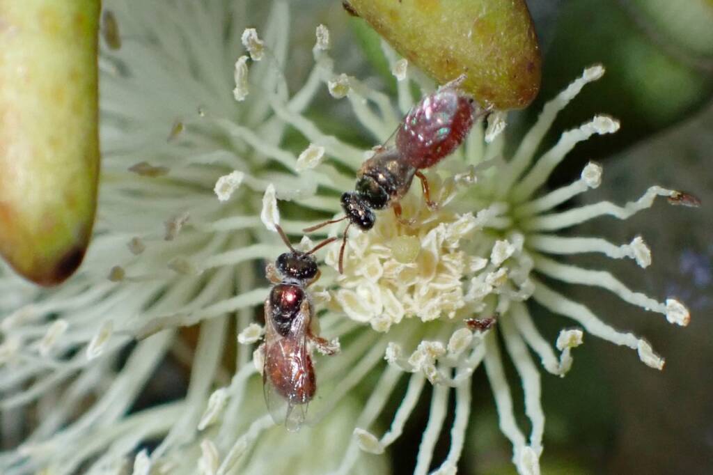 Lasioglossum (Homalictus) dotatum, Geraldton, Midwest WA © Gary Taylor