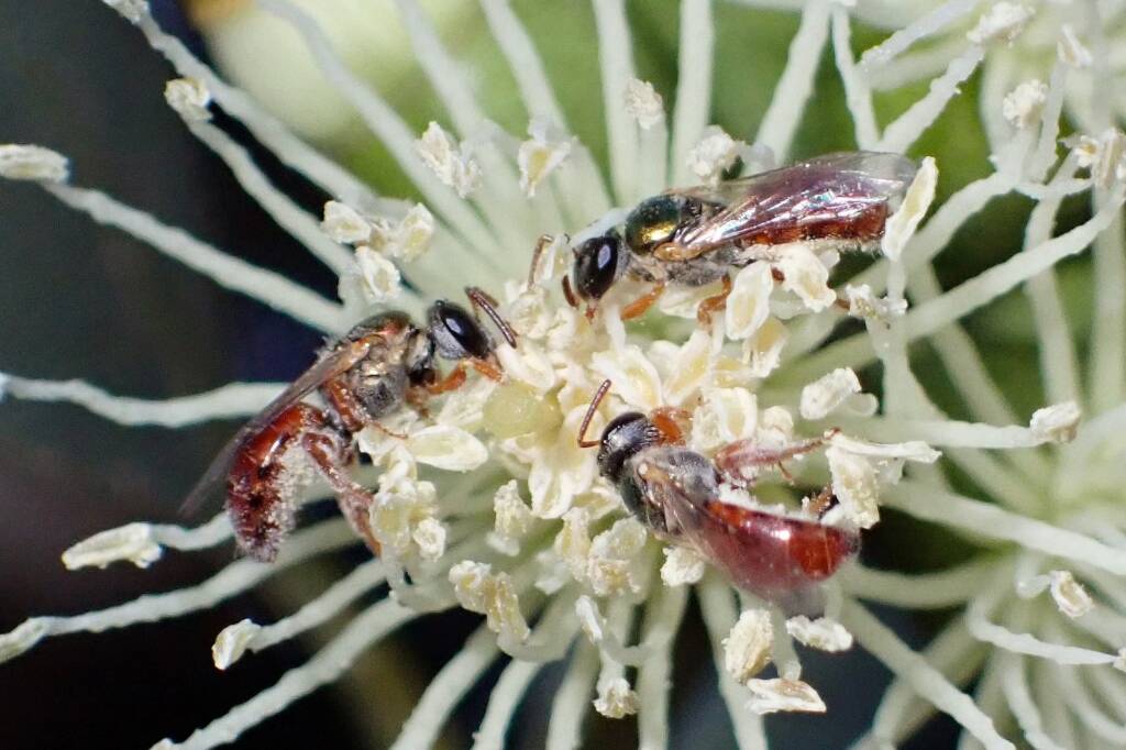 Lasioglossum (Homalictus) dotatum, Geraldton, Midwest WA © Gary Taylor