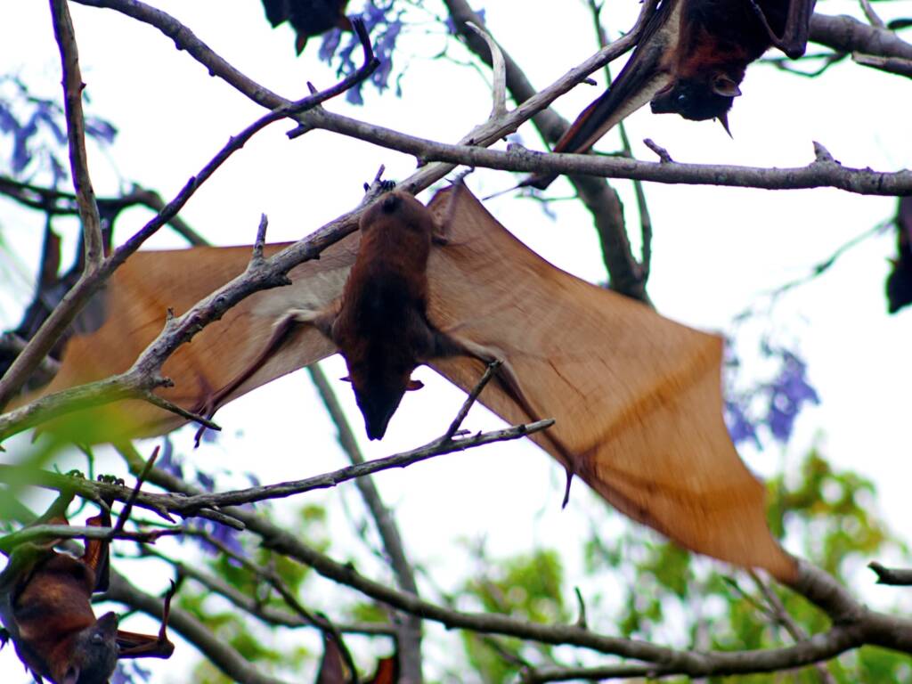 Little Red Flying-Fox (Pteropus scapulatus), Eidsvold QLD © Tony Eales