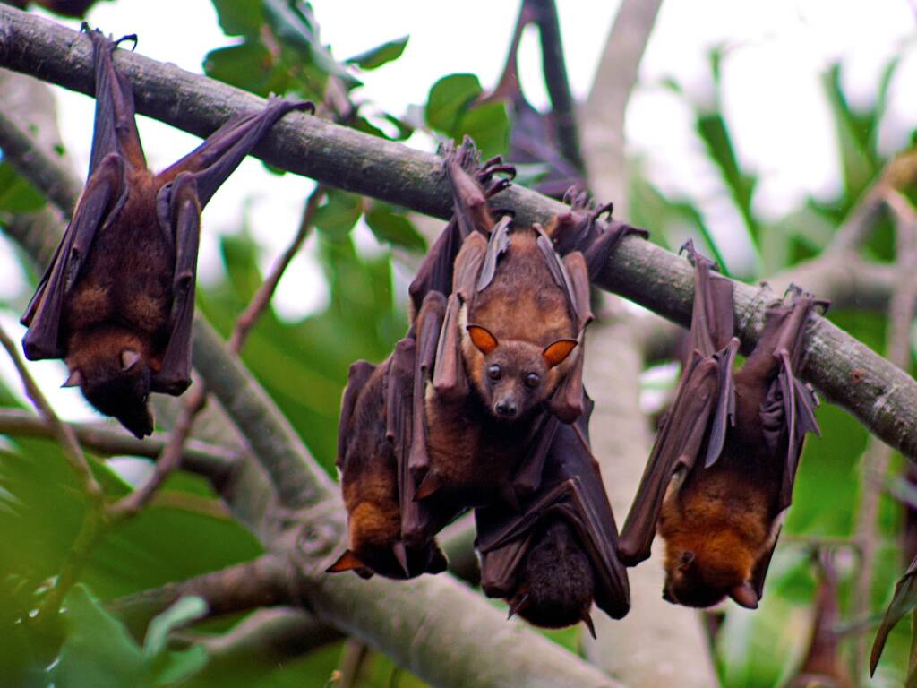 Little Red Flying-Fox (Pteropus scapulatus), Eidsvold QLD © Tony Eales