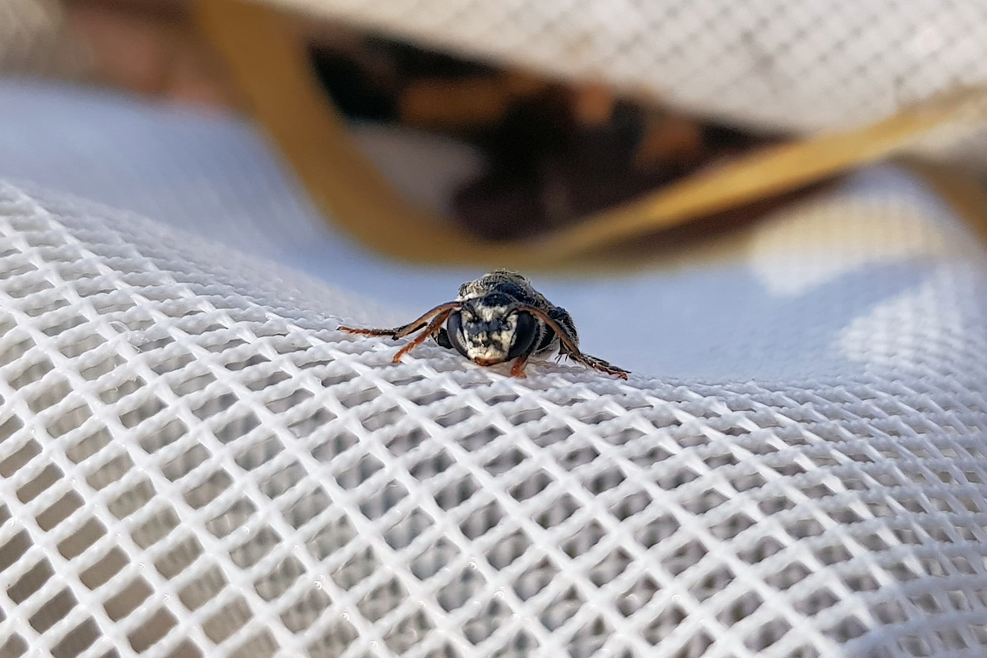 a little bee that looks like a little Crabronid wasp