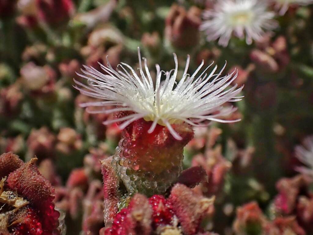 Mesembryanthemum crystallinum (Iceplant), Rottnest Island WA © Terry Dunham