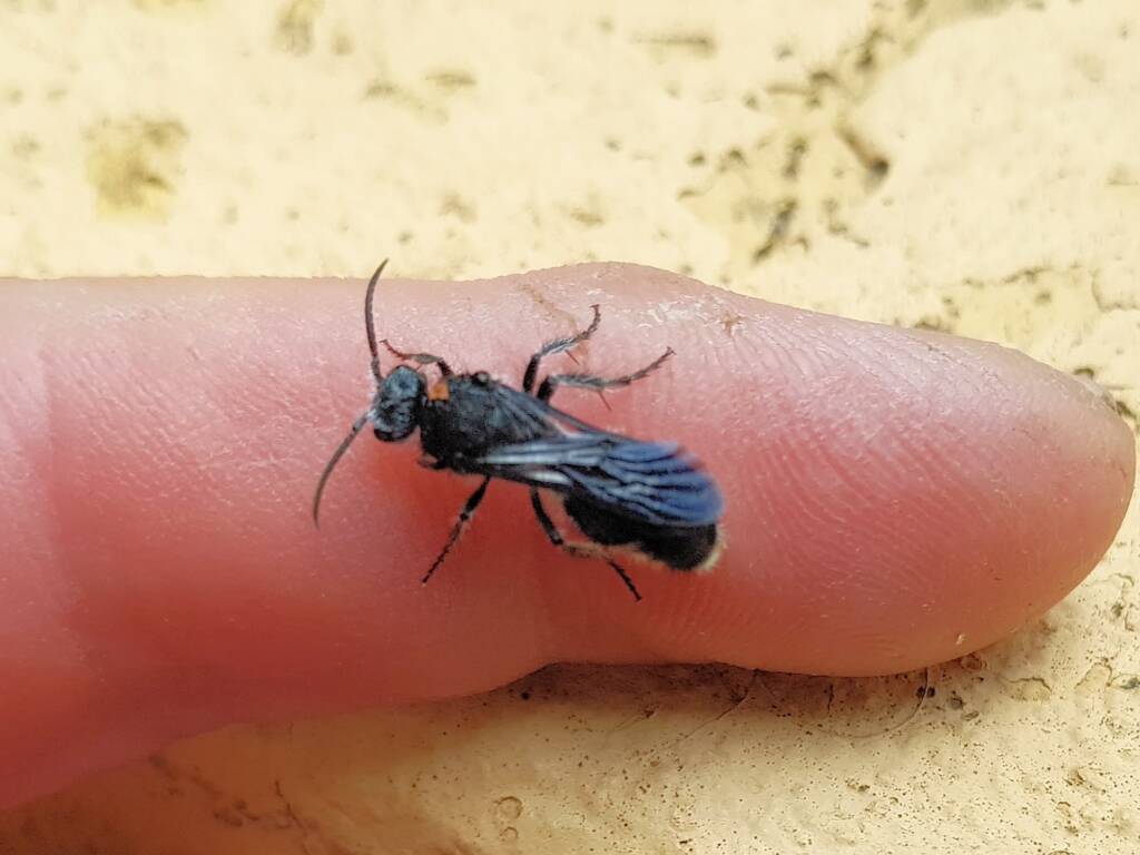 Velvet Ant (family Mutillidae), Alice Springs NT