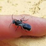 Velvet Ant (family Mutillidae), Alice Springs NT
