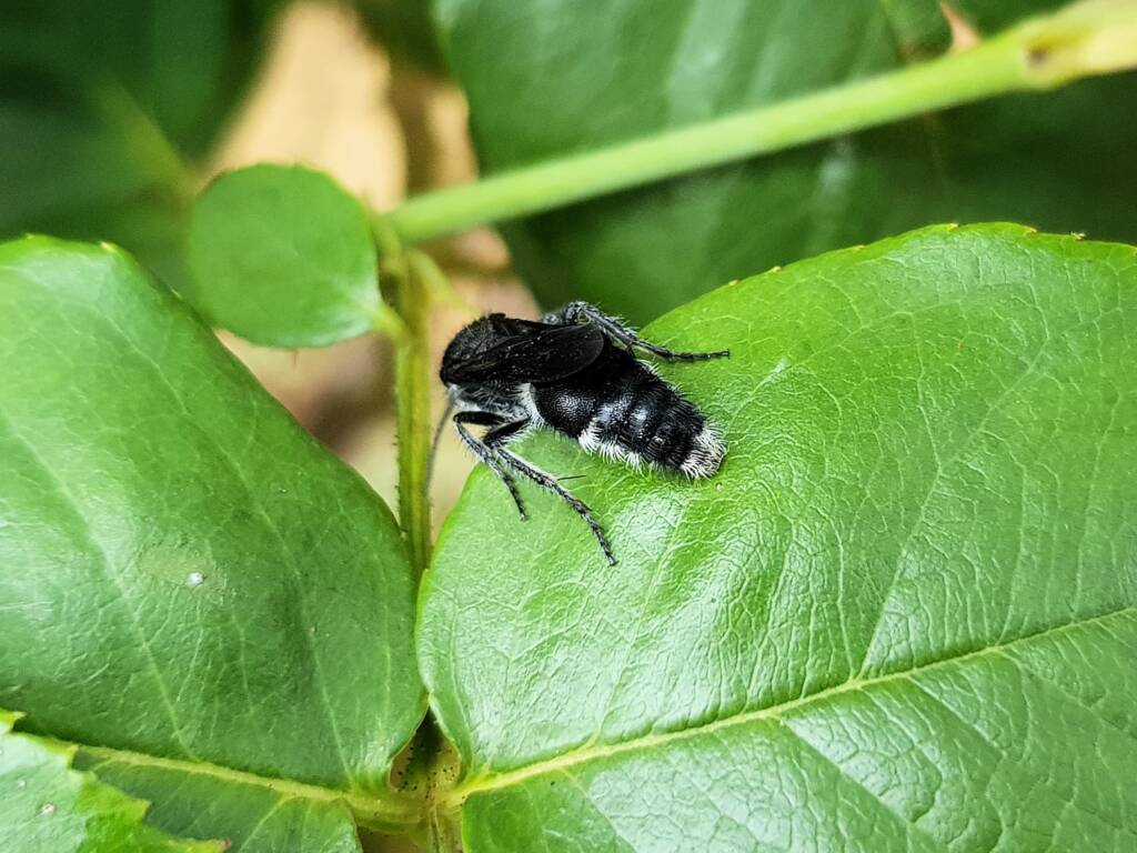 Velvet Ant (family Mutillidae), Alice Springs NT