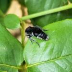 Velvet Ant (family Mutillidae), Alice Springs NT